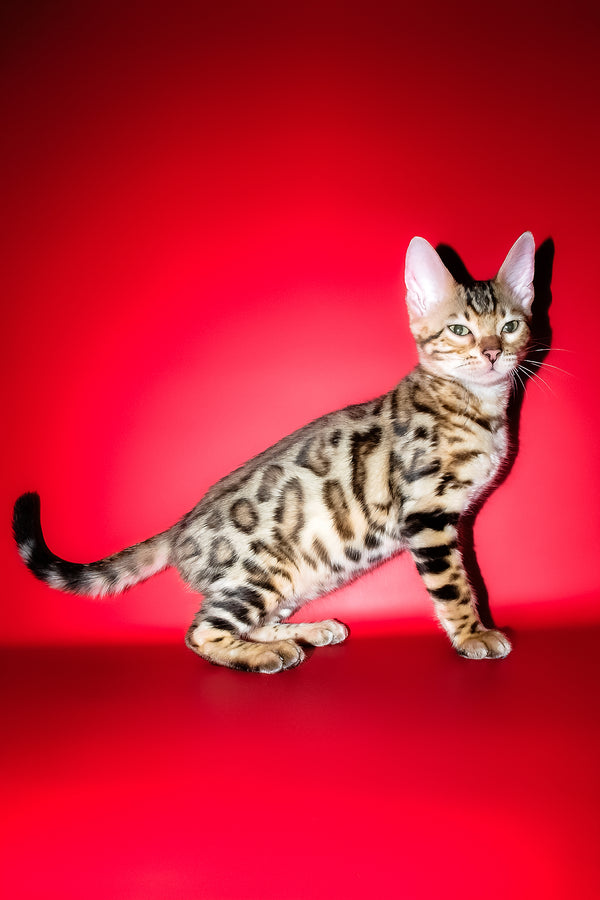 Kasper | Bengal Kitten