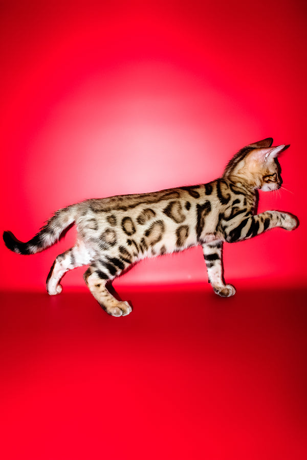 Kasper | Bengal Kitten