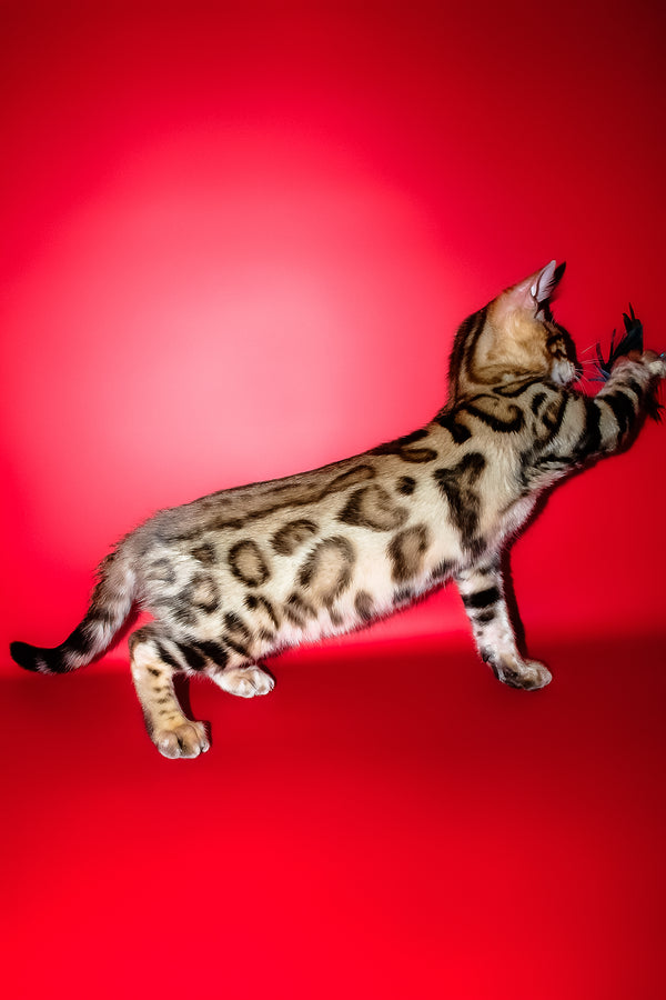 Kasper | Bengal Kitten