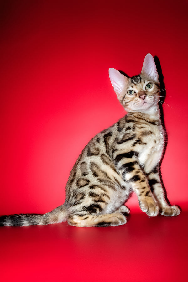 Kasper | Bengal Kitten