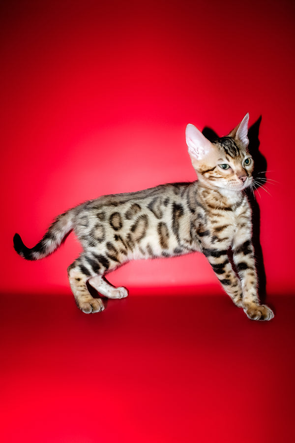 Kasper | Bengal Kitten