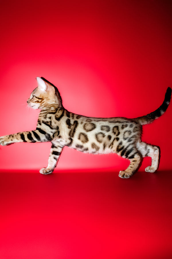 Kasper | Bengal Kitten