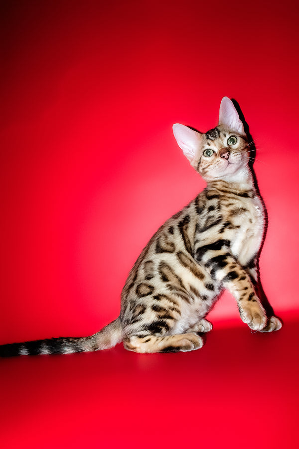 Kasper | Bengal Kitten