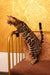 Kate | Bengal Kitten