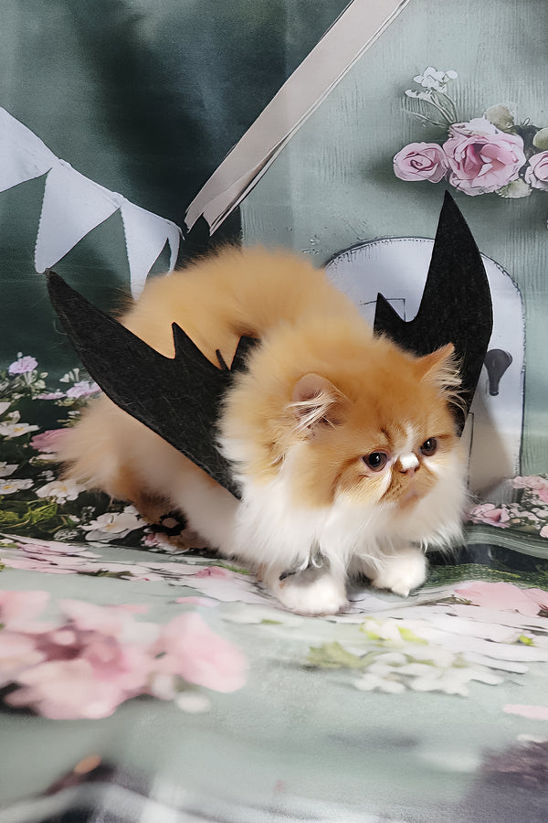 Katrin | Persian Kitten