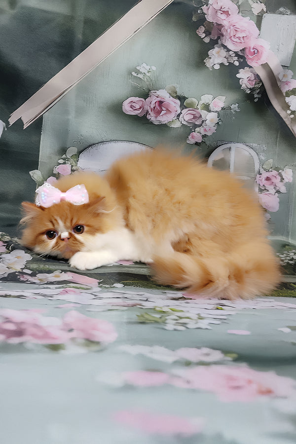 Katrin | Persian Kitten