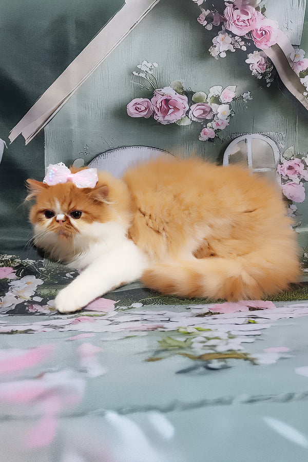 Katrin | Persian Kitten