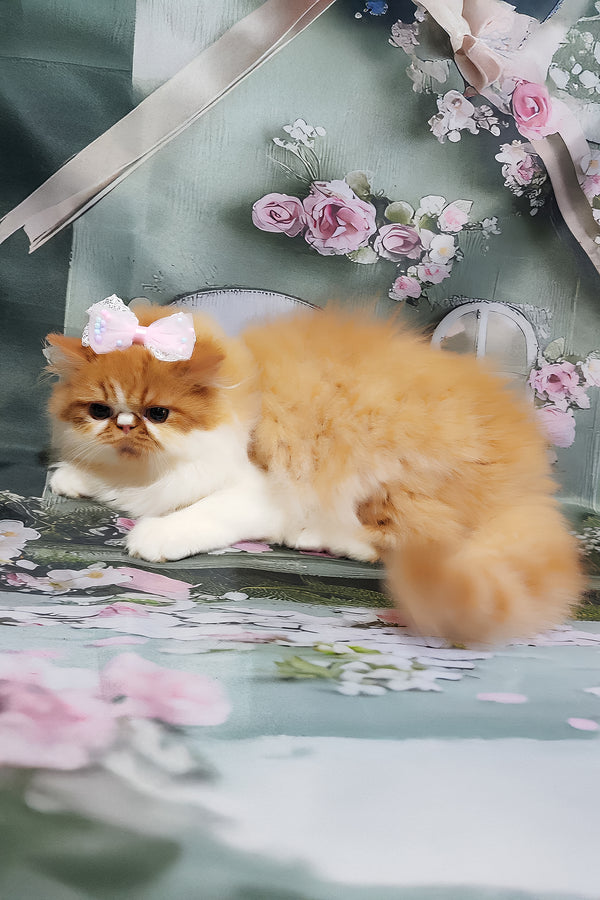 Katrin | Persian Kitten