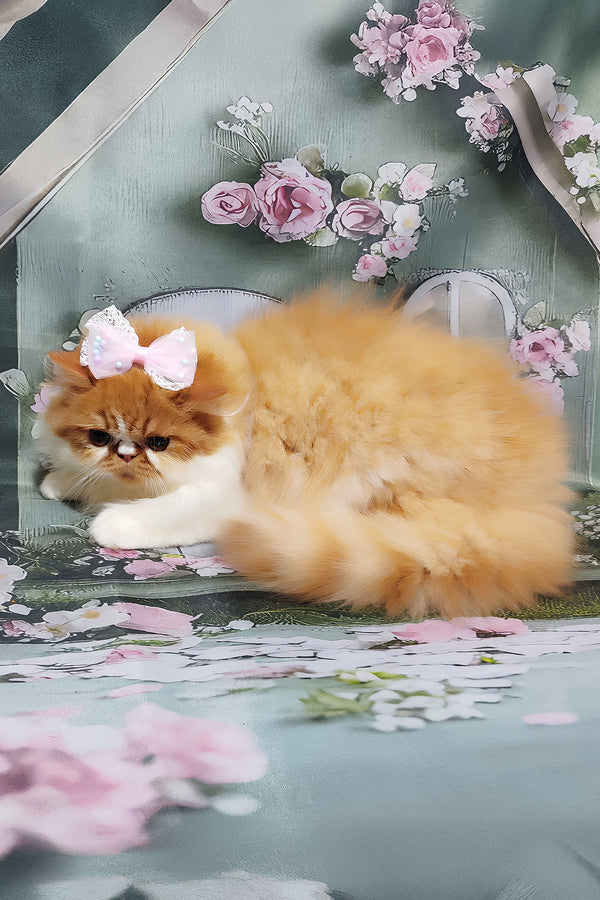 Katrin | Persian Kitten