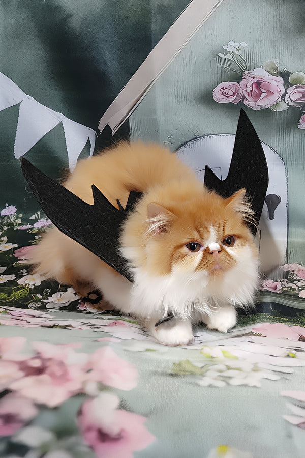 Katrin | Persian Kitten