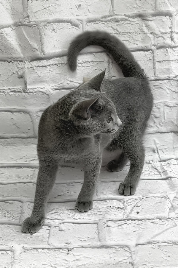 Kay | Russian Blue Kitten