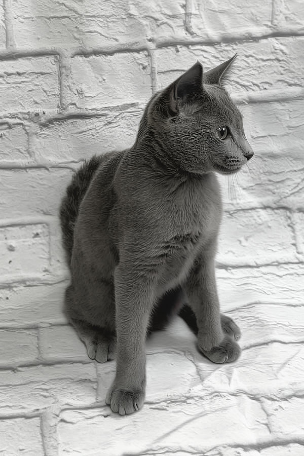 Kay | Russian Blue Kitten