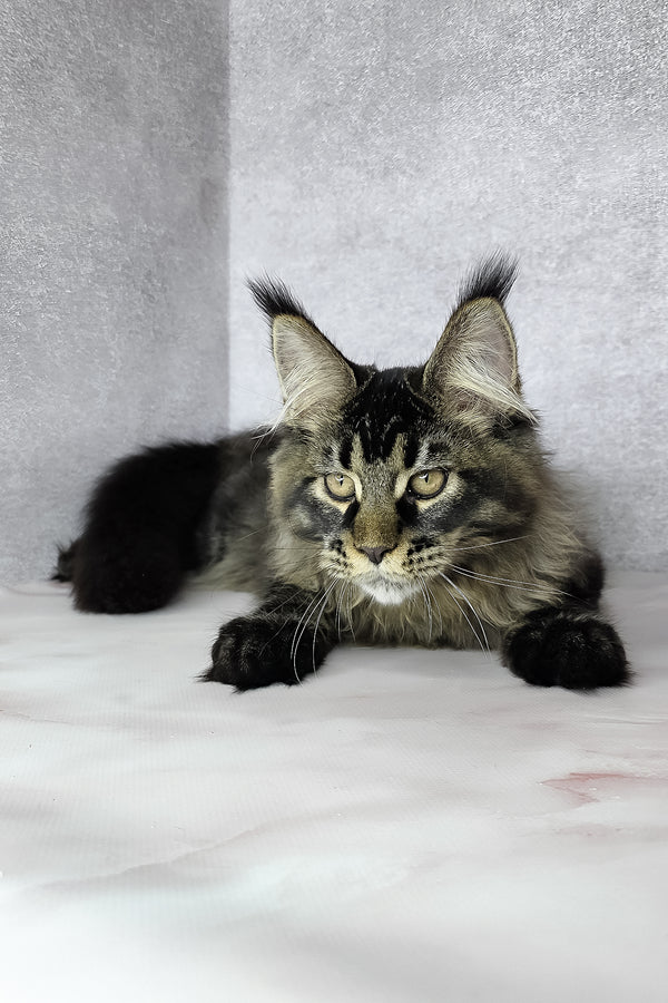 Keanu | Maine Coon Kitten