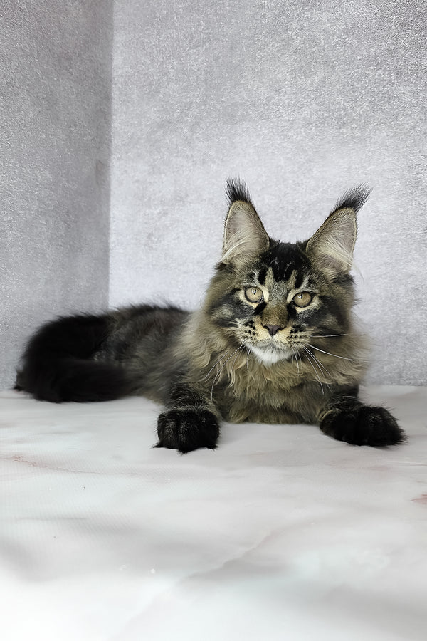 Keanu | Maine Coon Kitten