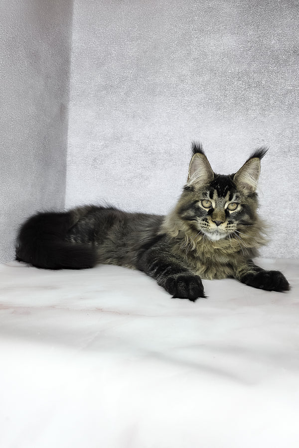 Keanu | Maine Coon Kitten