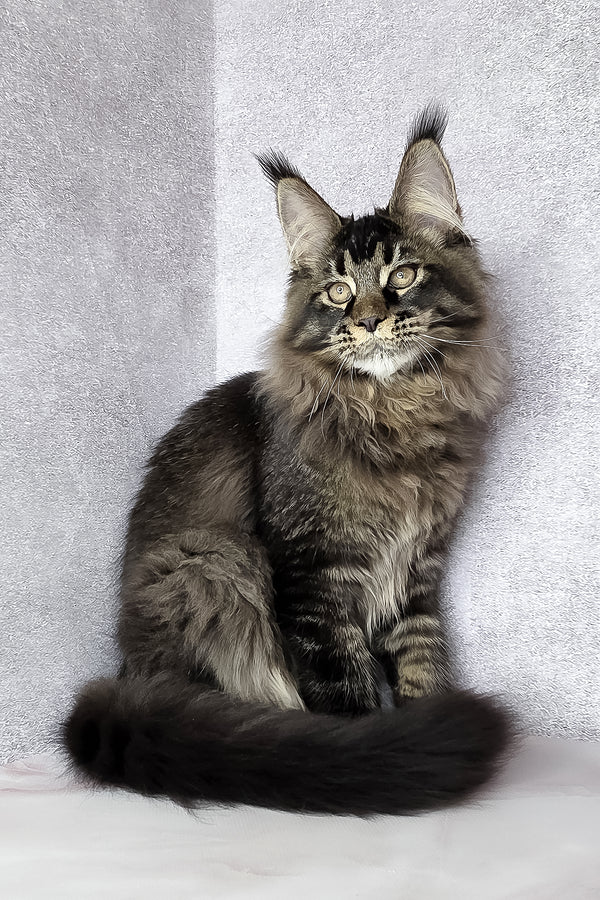 Keanu | Maine Coon Kitten