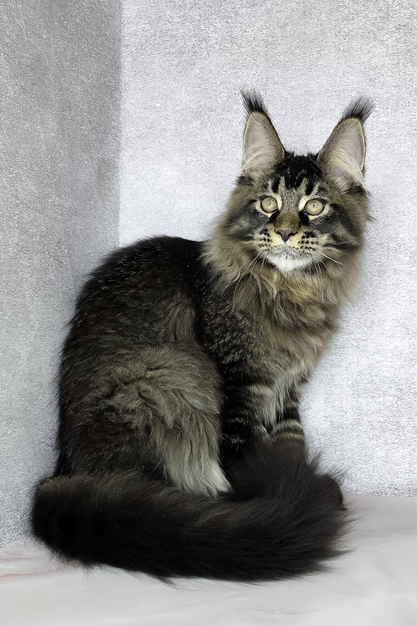 Keanu | Maine Coon Kitten