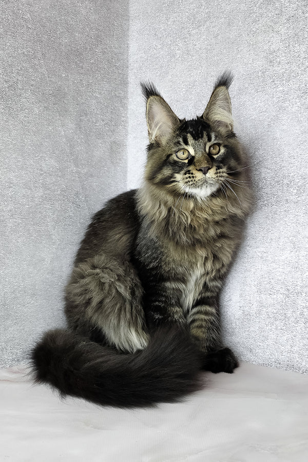Keanu | Maine Coon Kitten