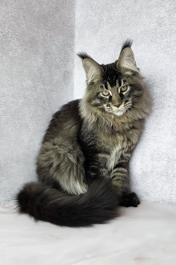 Keanu | Maine Coon Kitten