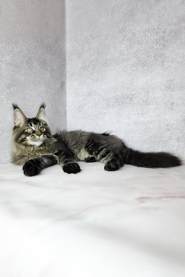 Keanu | Maine Coon Kitten