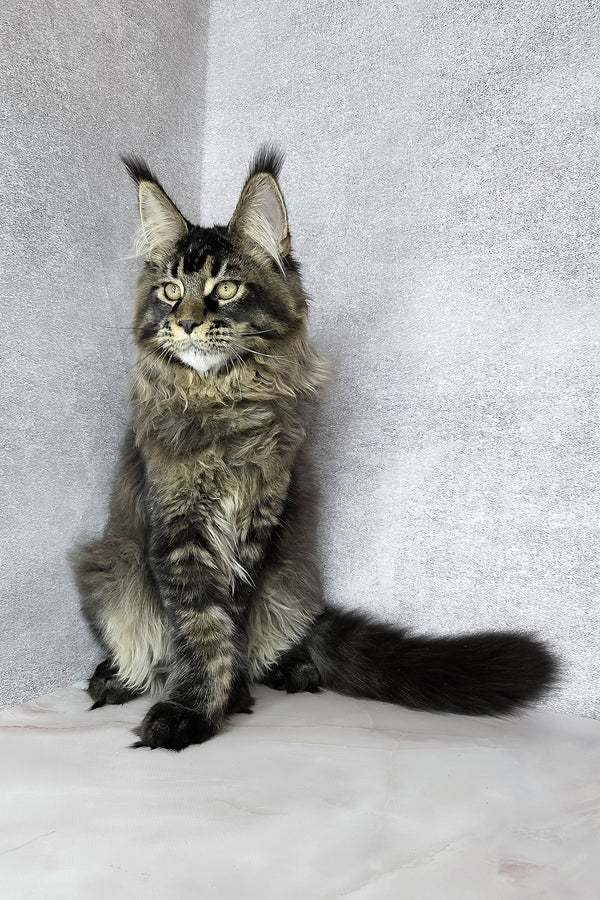 Keanu | Maine Coon Kitten
