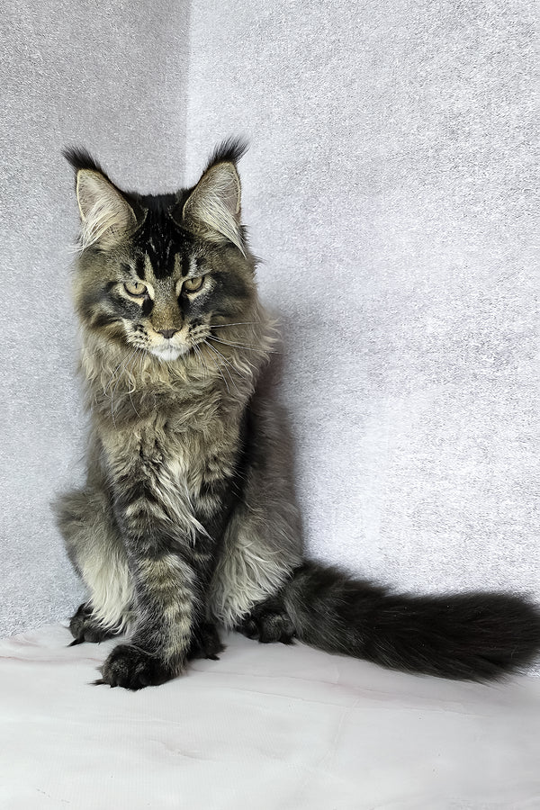 Keanu | Maine Coon Kitten