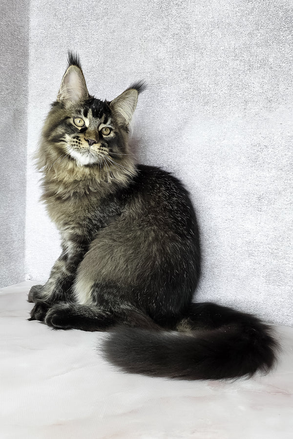 Keanu | Maine Coon Kitten