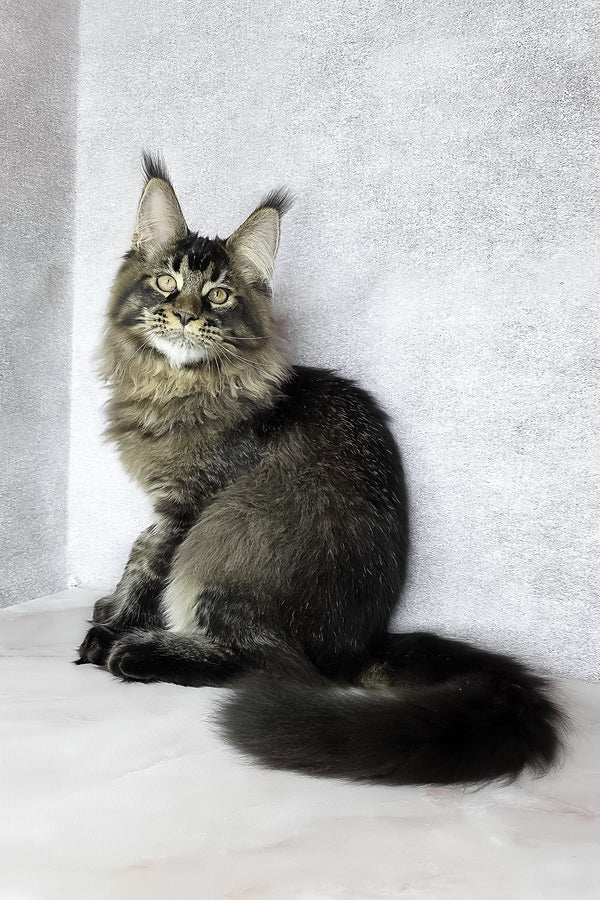 Keanu | Maine Coon Kitten