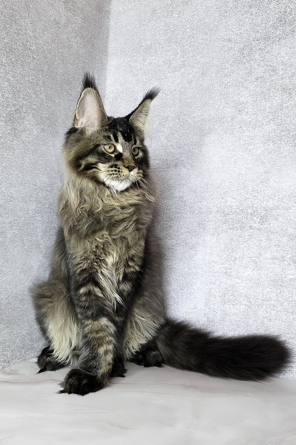 Keanu | Maine Coon Kitten