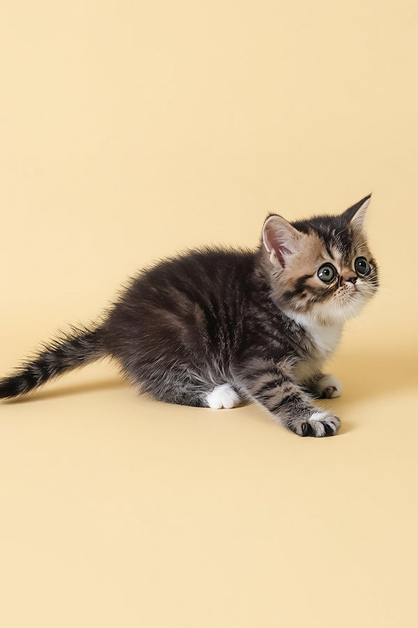 Kessler | Exotic Shorthair Kitten