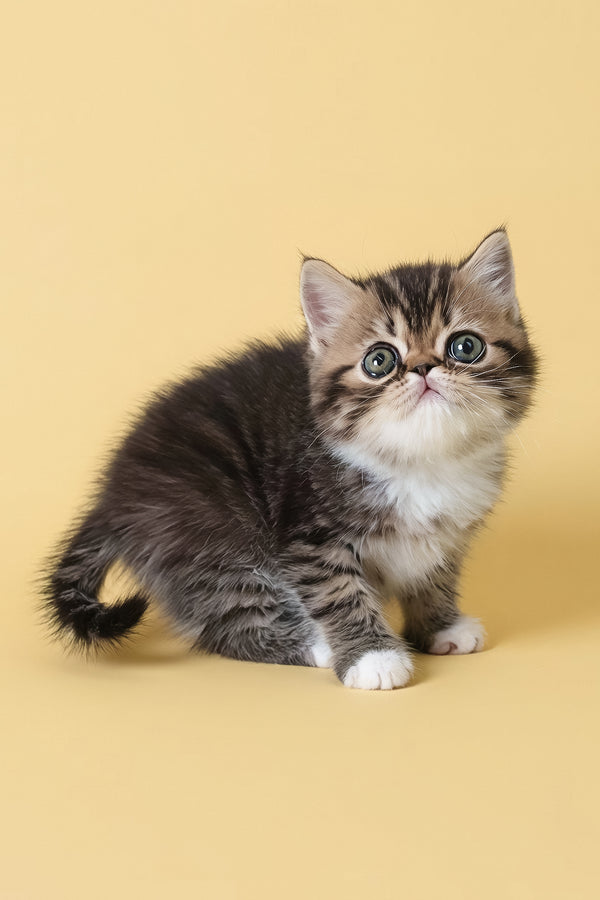 Kessler | Exotic Shorthair Kitten