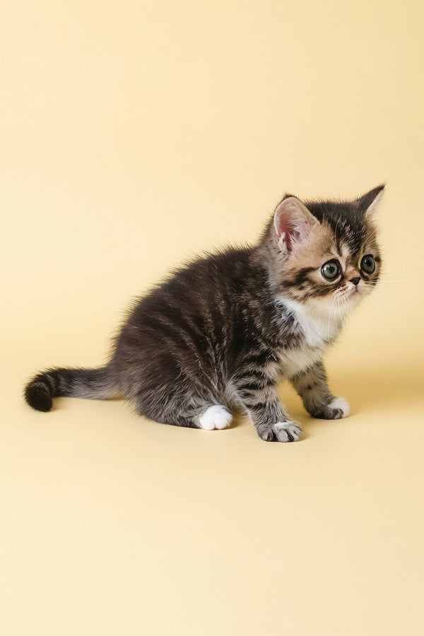 Kessler | Exotic Shorthair Kitten