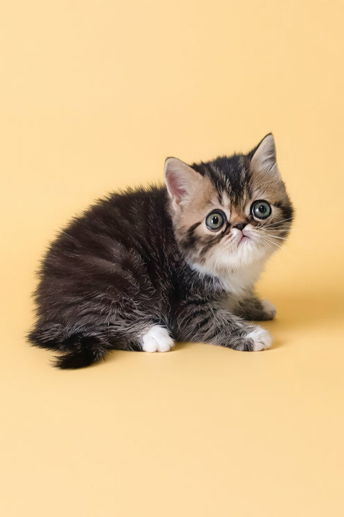 Kessler | Exotic Shorthair Kitten