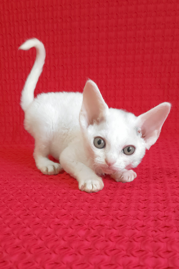 Kelly | Devon Rex Kitten