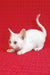Kelly | Devon Rex Kitten