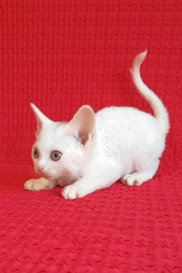 Kelly | Devon Rex Kitten