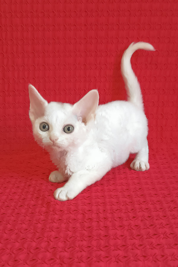 Kelly | Devon Rex Kitten