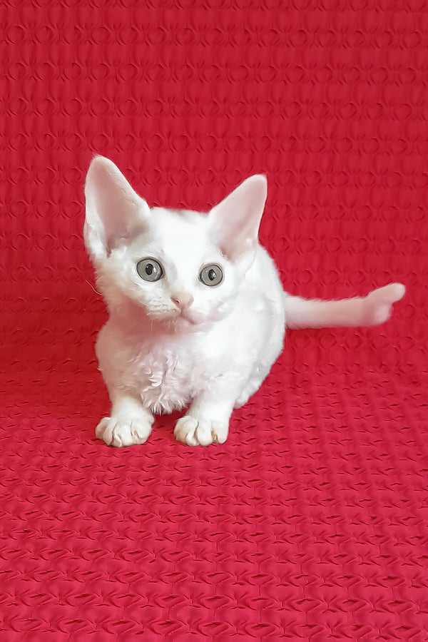 Kelly | Devon Rex Kitten