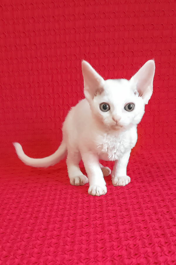 Kelly | Devon Rex Kitten