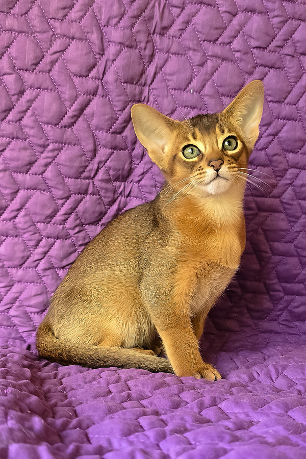 Kelvin | Abyssinian Kitten