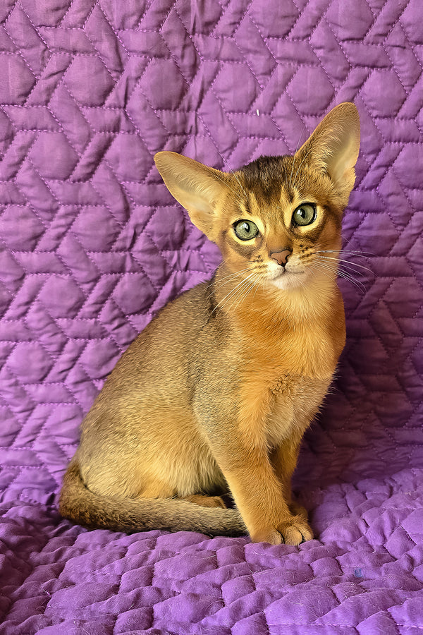 Kelvin | Abyssinian Kitten