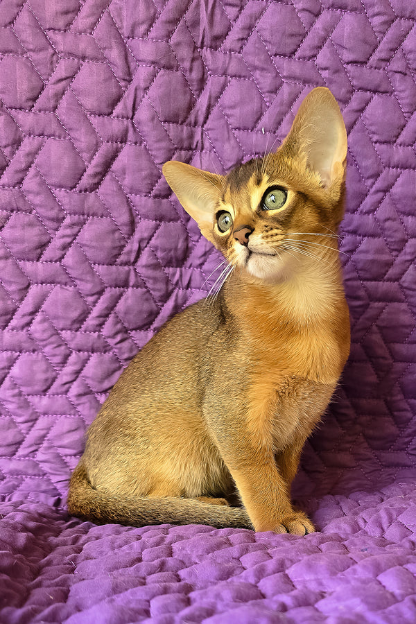 Kelvin | Abyssinian Kitten