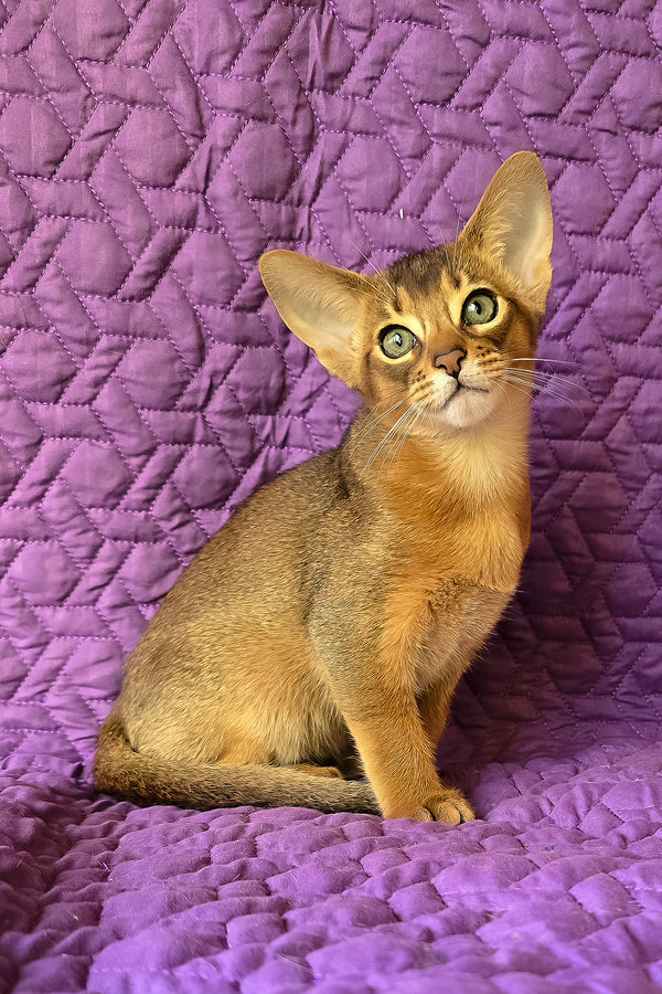 Kelvin | Abyssinian Kitten