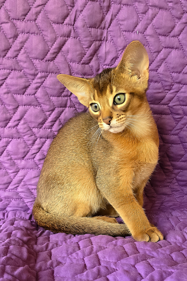 Kelvin | Abyssinian Kitten