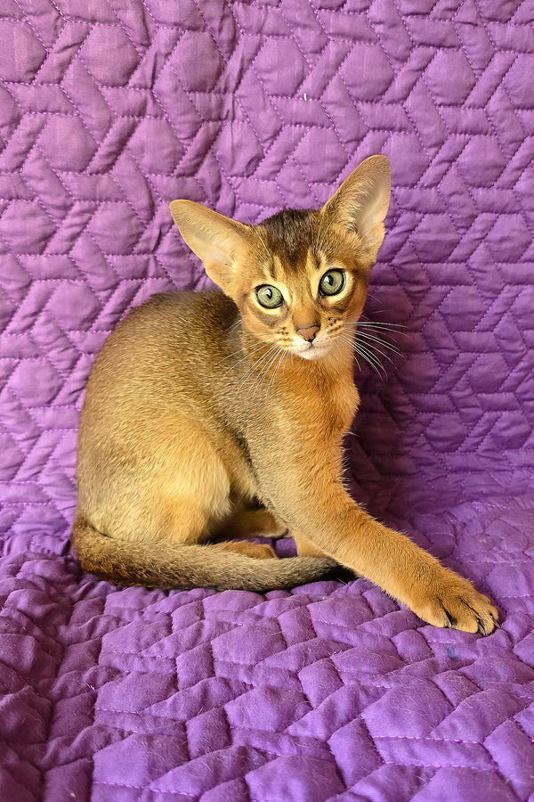 Kelvin | Abyssinian Kitten