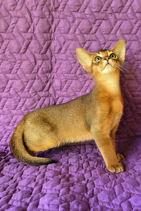 Kelvin | Abyssinian Kitten