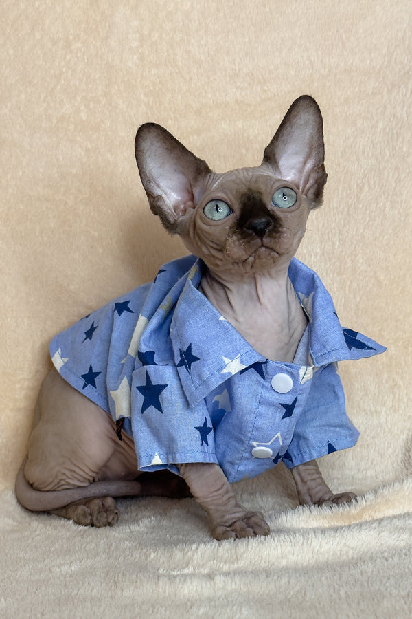 Ken | Canadian Sphynx Kitten