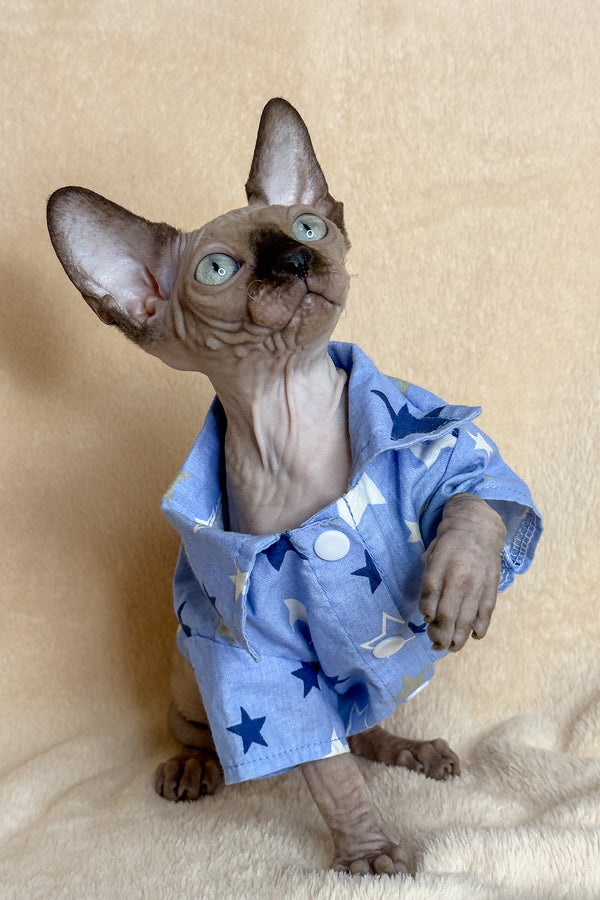 Ken | Canadian Sphynx Kitten