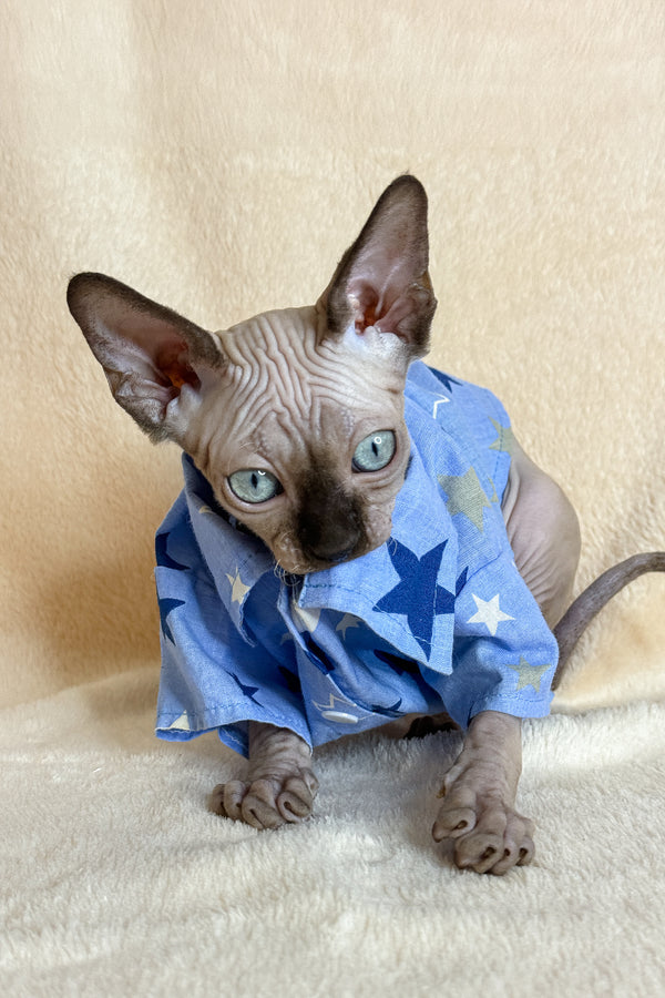 Ken | Canadian Sphynx Kitten