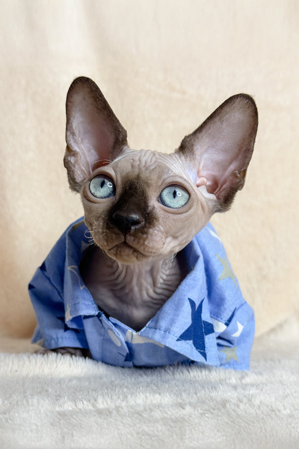 Ken | Canadian Sphynx Kitten